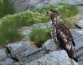 Vogelbeobachtung