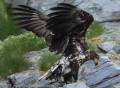 Vogelbeobachtung